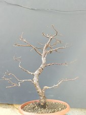 Bonsaï orme champêtre en pot 54 x 10 cm plante articulée arbre pré bonsaï...