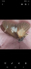 insecte entomology lepidoptere
