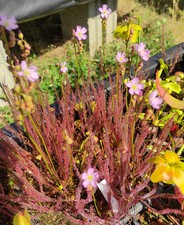 Drosera filiformis var.floridana (all red)