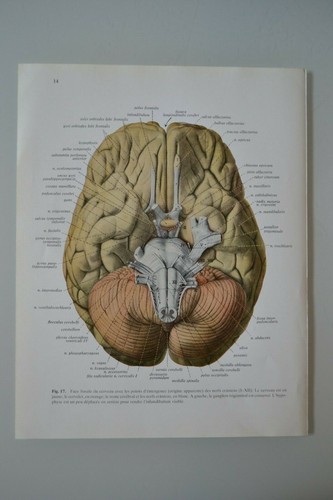 Planche anatomie humaine - d'anatomie,