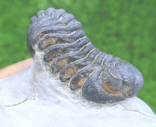 Nice morocops trilobite - nice,