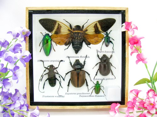 Insectes exotiques réel - insectes,
