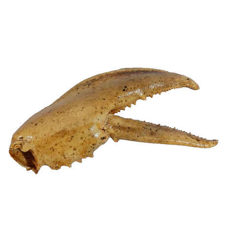Saltwater crab claw large - crab,