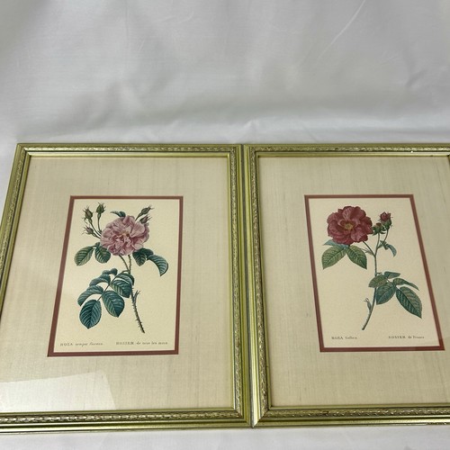 Vintage art rosa gallica - rosa,