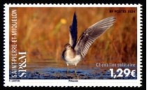 Pierre Miquelon 2024 bird Solitary knight Sandpiper Tringa solitaria 1v mnh