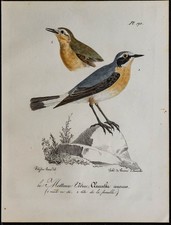 1830 - Traquet motteux -