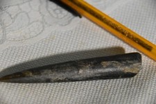 Belemnites Megateuthis