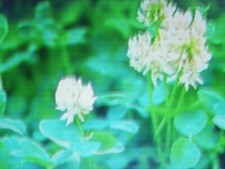 50000 graines de Trèfle blanc NAIN / engrais vert