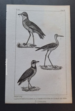 Gravure Buffon 19° Oiseau: Le