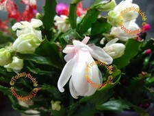 Bouture Cutting  Schlumbergera