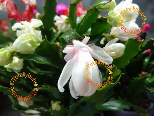 Bouture cutting schlumbergera - ,