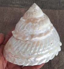 curiosité , taxidermie ,Coquillage : Enoooorme Astrea Undosa Nacré 