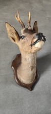 objet ancien Taxidermie Tête