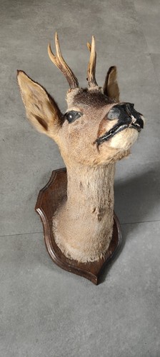 Objet ancien taxidermie tête - ancien,