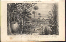 1866 Gravure originale Eucalyptus arbres Australie Botanique