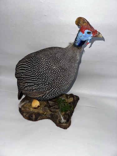 Museum quality helmeted guniea - quality,