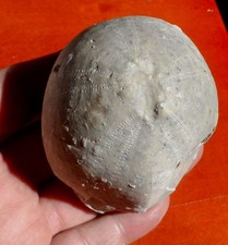 OURSIN FOSSILE CRÉTACÉ DE CHARENTE-MARITIME , ECHINOCORYS