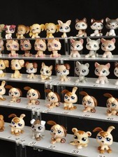 Chien LPS, chiot, husky