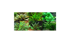 Cryptocoryne + anubia assortiment de 4 touffe plante aquarium très résistantes  