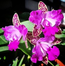 Cattleya Yuan Dung Sweet
