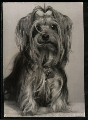 Photographie yorkshire terrier - photographie,