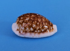 Cypraea cribraria zadela niger