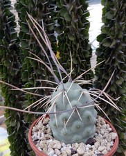 TEPHROCACTUS AORACANTHUS