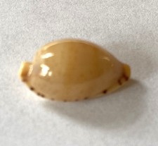 coquillage Cyprae Martini