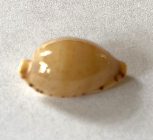 Coquillage cyprae martini - coquillage cyprae,