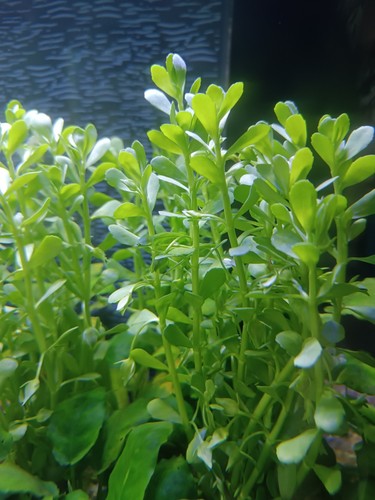 Lot plantes aquarium 100 - lot,