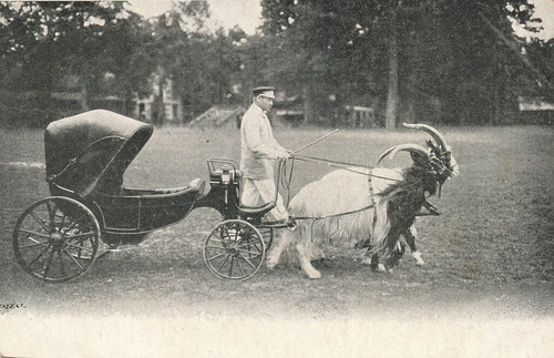 Oeleans attelage chevres - oeleans,