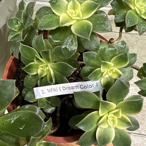 Aeonium kiwi dream color - ,