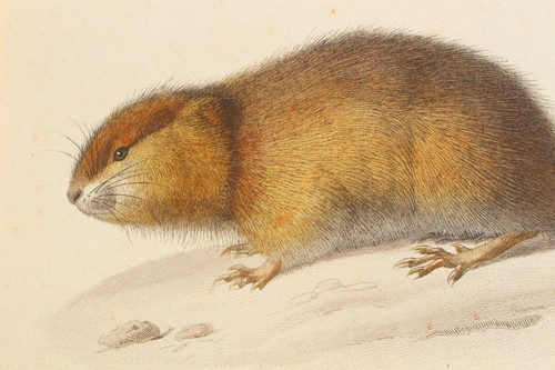 Rare engraving animal kingdom - animal,