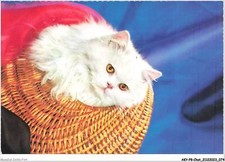 AKYP8-0737-CHAT - ANGORA BLANC