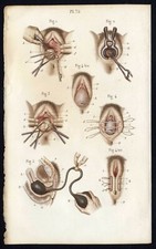 Cabinet de curiosité planche