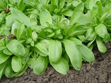 250 Graines de Mâche à