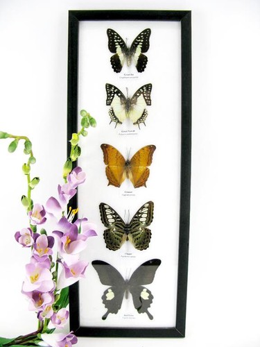 Papillons taxidermie cadre - papillons,