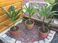 2 Palmiers Trachycarpus Fortunei 40/45 Cm