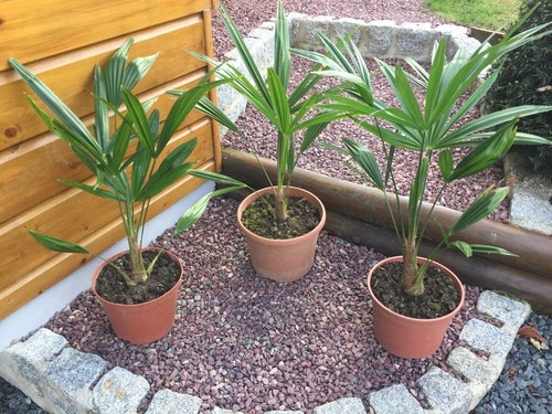 Palmiers trachycarpus 40 - 40, cm
