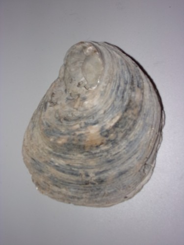 Huitres fossilisées l - huitres, fossilisées,