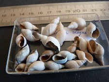 Lot de 19 Gastéropodes sub