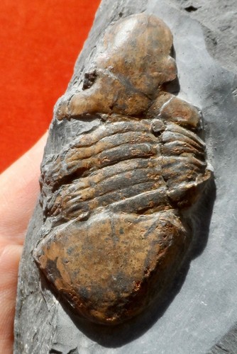Trilobite ordovicien la - trilobite,