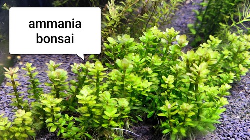 Ammania bonsai - ammania,
