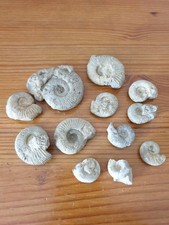 Lot de 12 ammonites tailles