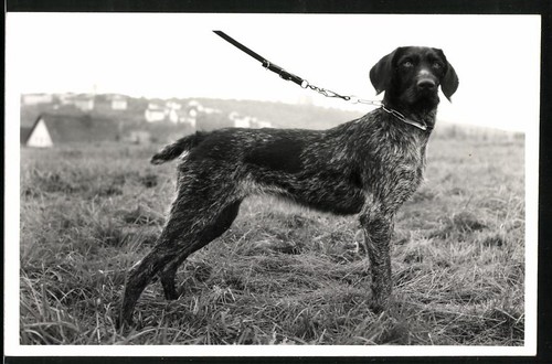 Photographie chien chasse - photographie,