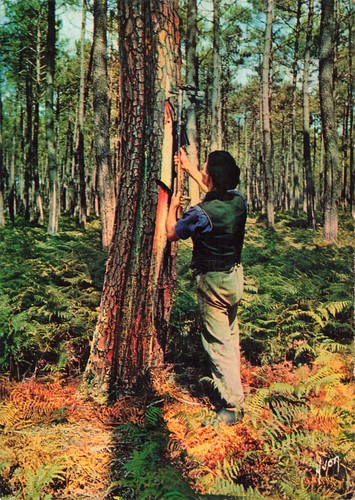 Les landes un resinier - ,