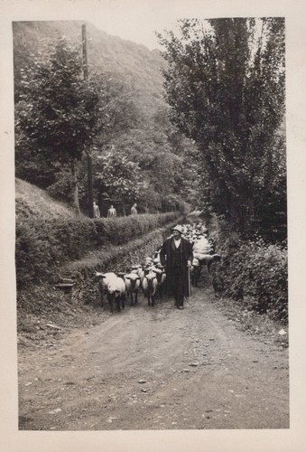 Shepherd with sheep - , rural