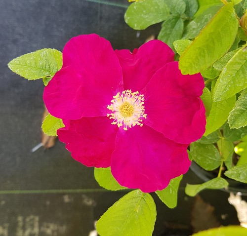 Rosa rugosa carmen rosier - 'carmen', /