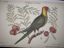 GRAVURES    couleurs OISEAUX