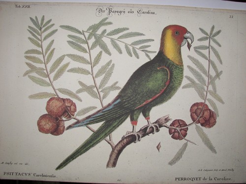 Anciennes gravures oiseaux - anciennes,